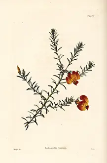 Shotter: Red leschenaultia, Lechenaultia formosa