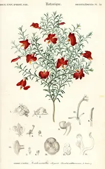 Steel Engravng: Red leschenaultia, Leschenaultia formosa
