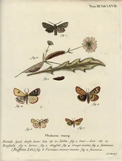 Flounced: Red-line quaker, clouded buff and flounced chestnut