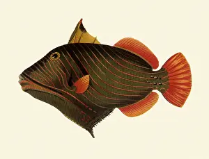 Triggerfish: Red-lined Triggerfish, Balistapus undulatus