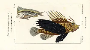 Paon: Red lionfish and blue blanquillo