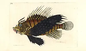 Pterois: Red lionfish, Pterois volitans