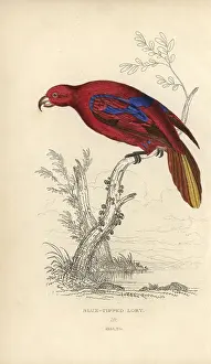 Kidd: Red lory, Eos rubra