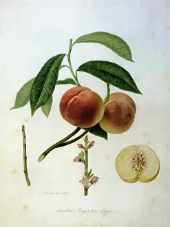 Linnaeus: Red Magdalene Peaches