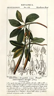 Mangrove: Red mangrove, Rhozophora mangle