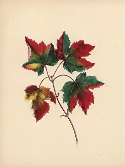 Clarissa: Red maple leaves in autumn, Acer rubrum