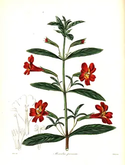 Mimulus: Red monkey flower or scarlet mimulus, Mimulus puniceus
