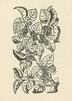 Morus: Red Mulberry