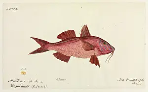 Mullet: Red mullet by Robert Neill