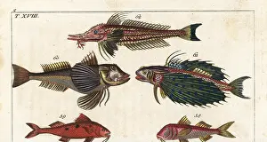 Mullet: Red mullet, spotted goatfish and gurnards