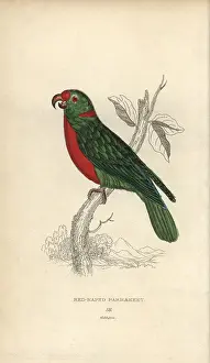 Lauder: Red-naped parrakeet, Psittacus nuchalis
