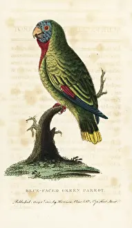 Red Necked: Red-necked amazon, Amazona arausiaca