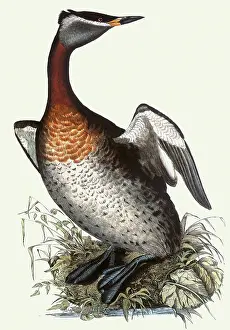 Grebe: Red-necked Grebe