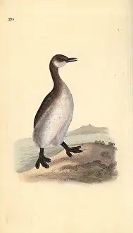 Red Necked: Red-necked grebe (female), Podiceps grisegena