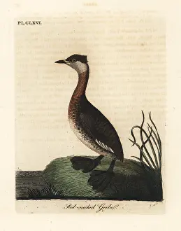 Podiceps: Red-necked grebe, Podiceps grisegena