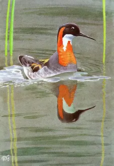 Necked: RED NECKED PHALAROPE