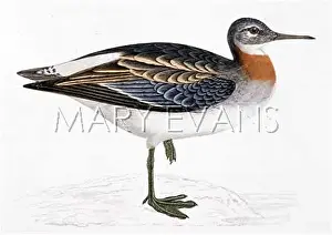 Shetlands: RED-NECKED PHALAROPE