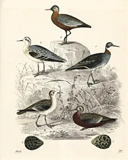 Phalarope: Red-necked phalarope and grey phalarope
