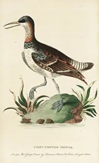 Phalarope: Red-necked phalarope, Phalaropus lobatus