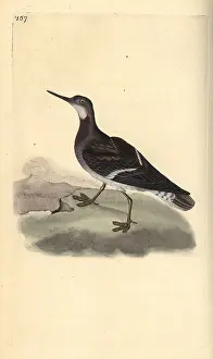 Phalarope: Red-necked phalarope, Phalaropus lobatus