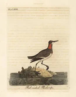 Phalarope: Red necked phalarope, Phalaropus lobatus