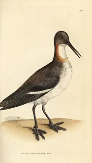 Phalarope: Red-necked phalarope, Phalaropus lobatus