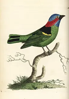 Tanager: Red-necked tanager, Tangara cyanocephala
