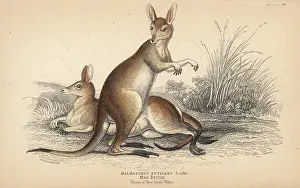 Macropus: Red-necked wallaby, Macropus rufogriseus