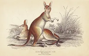 Macropus: Red-necked wallaby, Macropus rufogriseus
