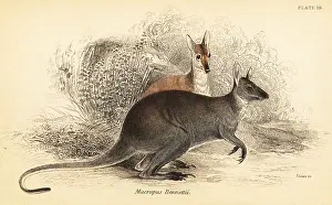 Volume Xi: Red-necked wallaby, Macropus rufogriseus