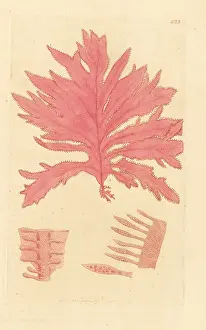 Fucus: Red oak-leaved fucus, Phycodrys rubens