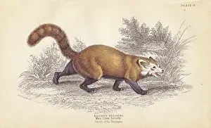 Fulgens: Red panda, Ailurus fulgens