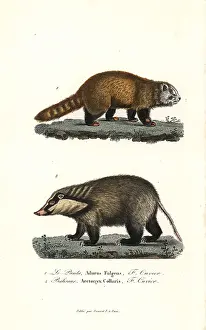 Collaris: Red panda (endangered) and hog badger
