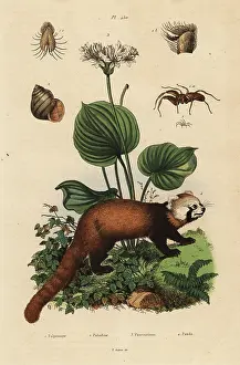 Fulgens: Red panda, northern Christmas lily, river snail and spider