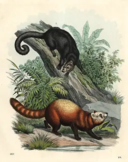 Fulgens: Red panda and palawan bearcat