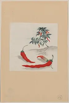 Peppers: Red peppers with plant growing in the background