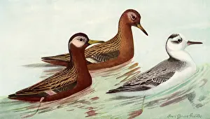 Placid: Red Phalarope
