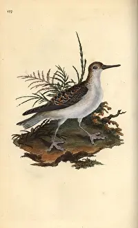 Phalarope: Red phalarope, Phalaropus fulicarius