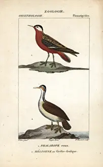 Phalarope: Red phalarope, Phalaropus fulicarius, and sungrebe