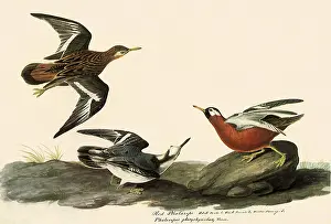 Flank: Red Phalaropes