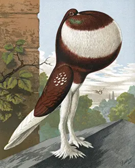 Pigeons: Red-Pied Pouter Cock Pigeon
