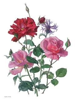 Cornflower: Red and Pink Roses and Cornflower