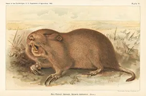 Gopher: Red or plains pocket gopher, Geomys bursarius