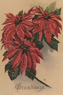 Poinsettias: Red Poinsettias