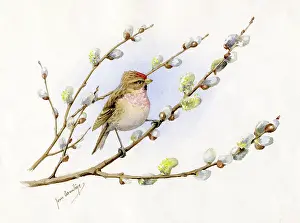 Poll: Red Poll on Pussy Willow