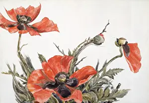 Demuth: RED POPPIES, by Charles Demuth, 1929, American painting