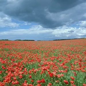 Janes: Red Poppies ? field of poppies