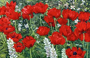 Clair: Red poppies on leafy background