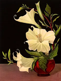 Globular: Red Pot with White Flowers