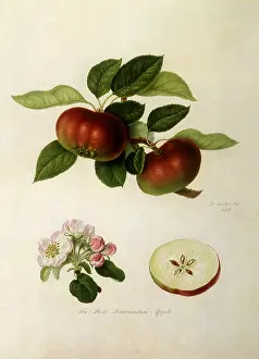 Leafed: Red Quarrenden Apples